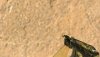 goldcoil_ak47_2.JPG