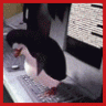 polki