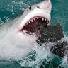 Shark model